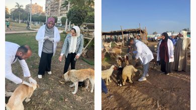 صورة “الزراعة”: تحصين 1.7 مليون رأس ماشية.. وتعقيم  6,534 كلبًا ضمن الاستراتيجية الوطنية لمكافحة السعار