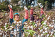 صورة اعتماد “النيل الحديثة للأقطان” ضمن مبادرة الزراعة التجديدية لتعزيز استدامة “الذهب الأبيض”
