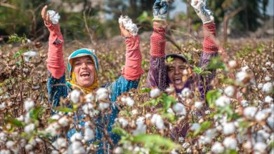 صورة اعتماد “النيل الحديثة للأقطان” ضمن مبادرة الزراعة التجديدية لتعزيز استدامة “الذهب الأبيض”
