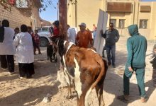 صورة “الزراعة”: قوافل بيطرية مجانية  مكثفة لدعم مربي الماشية في صعيد مصر
