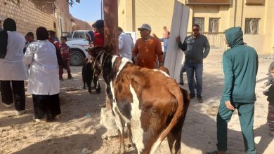 صورة “الزراعة”: قوافل بيطرية مجانية  مكثفة لدعم مربي الماشية في صعيد مصر