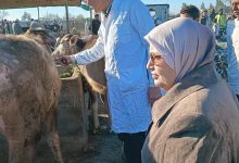 صورة “الزراعة”: تحصين  2.1 مليون رأس ماشية  ضمن الحملة الاستثنائية ضد الحمى القلاعية