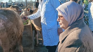 صورة “الزراعة”: تحصين  2.1 مليون رأس ماشية  ضمن الحملة الاستثنائية ضد الحمى القلاعية