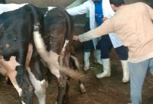 صورة “الزراعة” : 241 قافلة بيطرية مجانية لدعم صغار المربين في 238 قرية