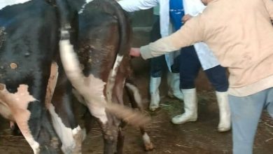 صورة “الزراعة” : 241 قافلة بيطرية مجانية لدعم صغار المربين في 238 قرية