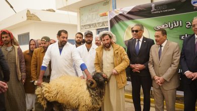 صورة “بحوث الصحراء” يوزع كباش “برقي” وشتلات زيتون لدعم المربين والمزارعين بمحافظة مطروح”بحوث الصحراء” يوزع كباش “برقي” وشتلات زيتون لدعم المربين والمزارعين بمحافظة مطروح