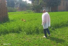 صورة “الزراعة”: تحصين وتعقيم اكثر من 14 ألف من كلاب الشوارع ضد مرض السعار(صور)