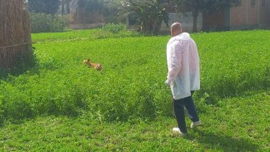 صورة “الزراعة”: تحصين وتعقيم اكثر من 14 ألف من كلاب الشوارع ضد مرض السعار(صور)