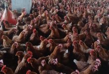 صورة “الزراعة” ترد على شائعات “النفوق غير الطبيعي” في مزارع الدواجن