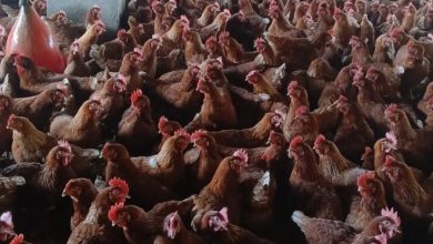 صورة “الزراعة” تطلق حزمة خدمات مجانية ودعماً فنياً لمربي الدواجن