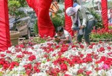 صورة “الزراعة” تعلن فتح باب الحجز للمشاركة بمعرض زهور الربيع 2026