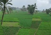 صورة  توصيات عاجلة للمزارعين لتجنب الآثار السلبية للتقلبات الجوية الحالية