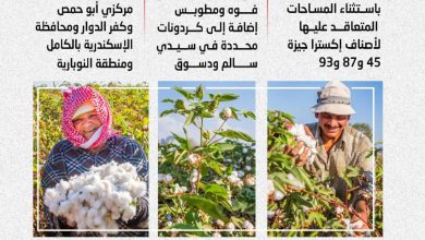 صورة “الزراعة” تعلن خريطة أصناف القطن المعتمدة لموسم