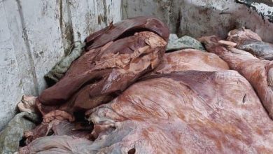 صورة “الزراعة” تضبط 310 أطنان من اللحوم ومنتجاتها غير صالحة للاستهلاك الآدمي