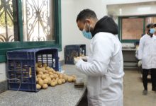 صورة “الزراعة” فحص 290 ألف طن بطاطس مُعدة للتصدير.. بإجمالي 411 ألف طن