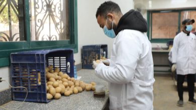 صورة “الزراعة” فحص 290 ألف طن بطاطس مُعدة للتصدير.. بإجمالي 411 ألف طن