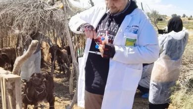 صورة “بحوث الصحراء” ينفذ قافلة بيطرية بشمال سيناء لدعم الثروة الحيوانية(صور)