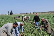 صورة وزير الزراعة يتابع تقارير غرف العمليات بحماية الأراضي ومديريات الزراعة  في أول ايام العيد