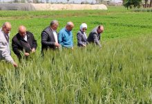 صورة “الزراعة” تتابع انتظام صرف الأسمدة في الجمعيات الزراعية ببني سويف