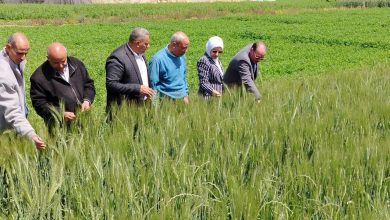 صورة “الزراعة” تتابع انتظام صرف الأسمدة في الجمعيات الزراعية ببني سويف