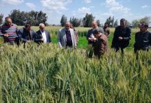 صورة رئيس “الإصلاح الزراعي” يتفقد الزراعات الشتوية.. ويؤكد الحالة العامة لمحصول القمح مبشرة