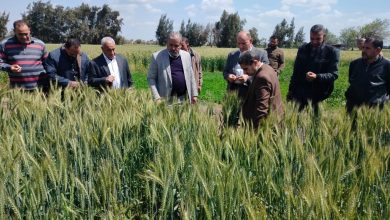 صورة رئيس “الإصلاح الزراعي” يتفقد الزراعات الشتوية.. ويؤكد الحالة العامة لمحصول القمح مبشرة