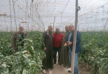 صورة “الزراعة” تكثف متابعة الصوب الزراعية ودعم مزارعي الخضر والفاكهة بـ “الجيزة والبحيرة والنوبارية”