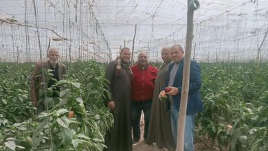 صورة “الزراعة” تكثف متابعة الصوب الزراعية ودعم مزارعي الخضر والفاكهة بـ “الجيزة والبحيرة والنوبارية”