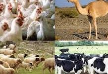 صورة “الزراعة” تصدر 521 ترخيص تشغيل لمشروعات الإنتاج الحيواني والداجني.. الموافقة على 253 تسجيلة لمخاليط الأعلاف