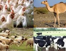 صورة “الزراعة” تصدر 521 ترخيص تشغيل لمشروعات الإنتاج الحيواني والداجني.. الموافقة على 253 تسجيلة لمخاليط الأعلاف