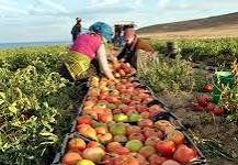 صورة  “الزراعة” تعلن فتح السوق البنمي أمام 4 منتجات زراعية مصرية