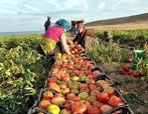 صورة  “الزراعة” تعلن فتح السوق البنمي أمام 4 منتجات زراعية مصرية