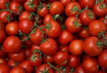 صورة بعد ارتفاع الأسعار  لـ 50 جنيهًا.. ” نقيب الفلاحين ” يكشف موعد انخفاض اسعار الطماطم