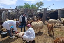 صورة بحوث الصحراء ينظم فعاليات لدعم مربي الأغنام والماعز بشمال سيناء