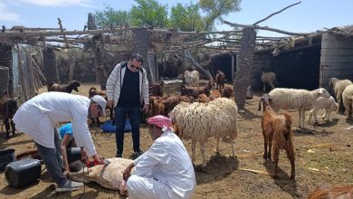 صورة بحوث الصحراء ينظم فعاليات لدعم مربي الأغنام والماعز بشمال سيناء
