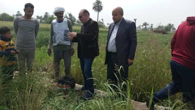 صورة مديريات الزراعة” تكثف الجولات الميدانية لمتابعة صرف الأسمدة وتوريد قصب السكر في المحافظات