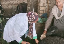 صورة “الزراعة”: تحصين 2.1 مليون رأس ماشية ضد الجلد العقدي وجدري الأغنام