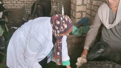 صورة “الزراعة”: تحصين 2.1 مليون رأس ماشية ضد الجلد العقدي وجدري الأغنام