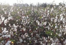 صورة تحت شعار راجع تاني”.. انطلاق اول مهرجان للقطن المصرى فى يوليو المقبل