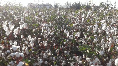 صورة تحت شعار راجع تاني”.. انطلاق اول مهرجان للقطن المصرى فى يوليو المقبل