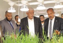 صورة «أكساد»:برنامج للشراكة بين المركز و«البحوث الزراعية» لإستنباط سلالات من القمح أكثر تحملا لملوحة التربة