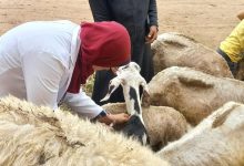 صورة “الزراعة” تعلن تحصين أكثر من 3 مليون رأس ماشية ضد الجلد العقدي وجدري الأغنام