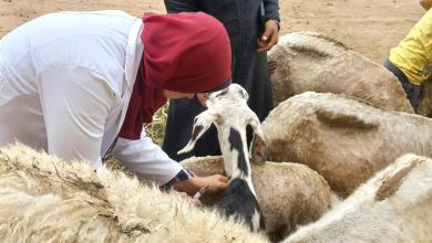 صورة “الزراعة” تعلن تحصين أكثر من 3 مليون رأس ماشية ضد الجلد العقدي وجدري الأغنام