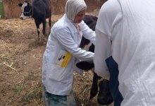 صورة غدا.. “الزراعة” تُطلق الحملة القومية لتحصين الماشية ضد مرض الحمى القلاعية وحمي الوادي المتصدع