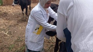 صورة غدا.. “الزراعة” تُطلق الحملة القومية لتحصين الماشية ضد مرض الحمى القلاعية وحمي الوادي المتصدع