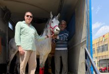 صورة تصدير أول شحنة من الخيول العربية المصرية إلى المملكة الأردنية الهاشمية