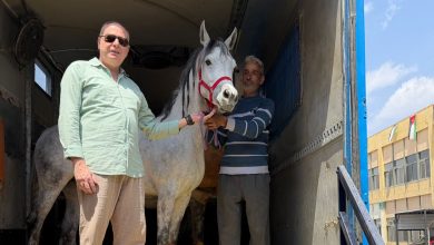 صورة تصدير أول شحنة من الخيول العربية المصرية إلى المملكة الأردنية الهاشمية