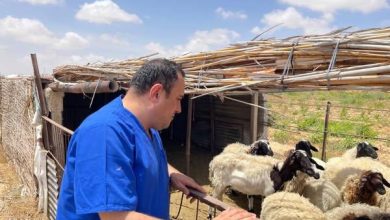 صورة فاروق : تعزيز للشراكات الدولية والمحلية لخدمة 11 ألف فدان بالتجمعات الزراعية بسيناء