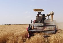 صورة “الريف المصرى الجديد” تحقق إنجازاً علمياً جديداً بزراعة القمح بمياه رى تصل ملوحتها إلى 8 آلاف جزء فى المليون