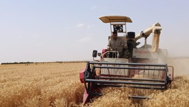 صورة “الريف المصرى الجديد” تحقق إنجازاً علمياً جديداً بزراعة القمح بمياه رى تصل ملوحتها إلى 8 آلاف جزء فى المليون